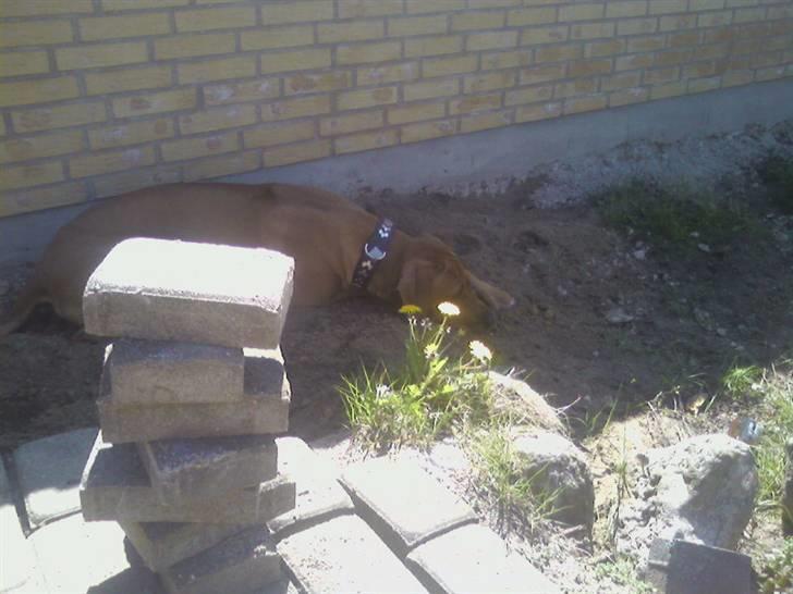 Rhodesian ridgeback Kuno billede 14