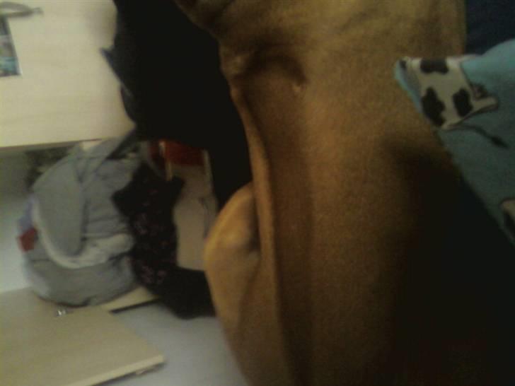 Rhodesian ridgeback Kuno billede 15