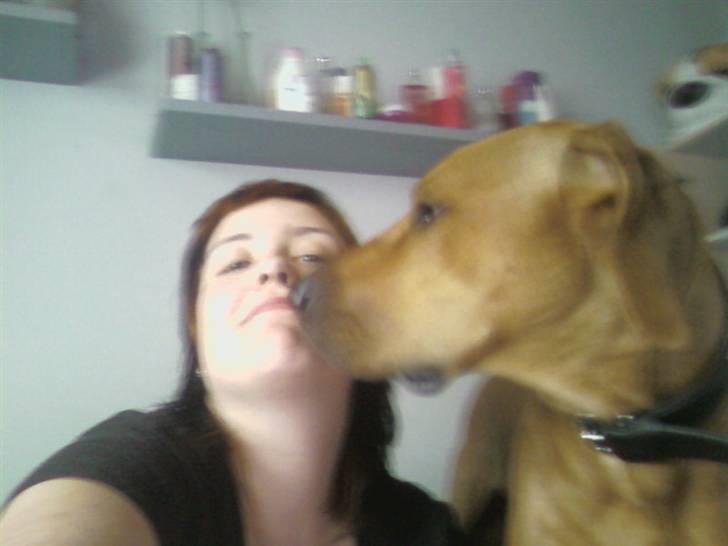 Rhodesian ridgeback Kuno billede 16