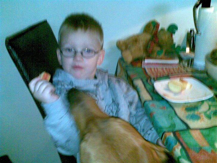 Rhodesian ridgeback Kuno billede 17