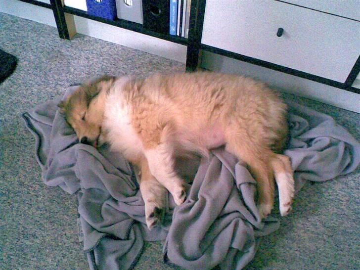 Collie langhåret Nitopets Knowing Krista - Puha det er altså hårdt at flytte hjemmefra billede 11