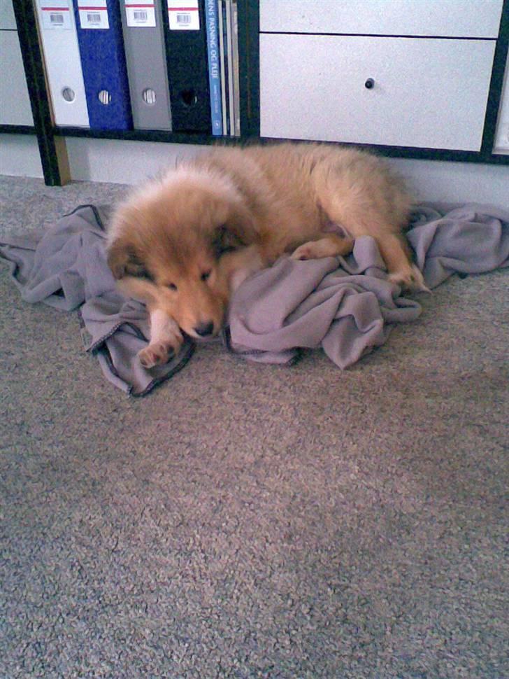 Collie langhåret Nitopets Knowing Krista - Lad nu det kamera ligge jeg vil sove billede 12