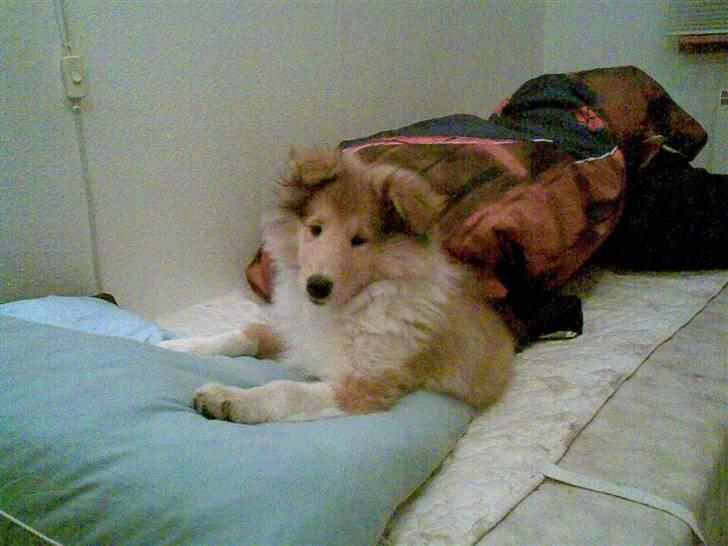 Collie langhåret Nitopets Knowing Krista - Desværre denne seng er optaget er er plads på gulvet billede 13