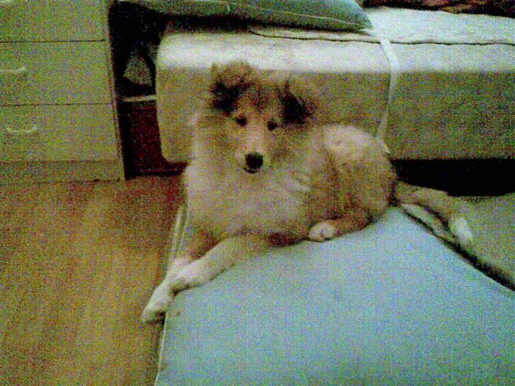 Collie langhåret Nitopets Knowing Krista - Ja okay jeg ved godt at jeg er nuttet billede 14