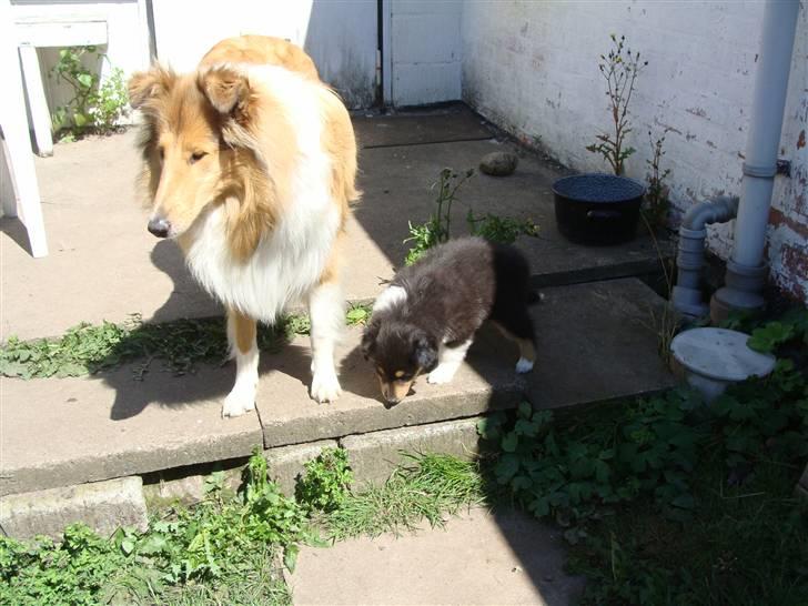 Collie langhåret Nitopets Knowing Krista - Har du set mor, jeg er en udemærket barnepige billede 15