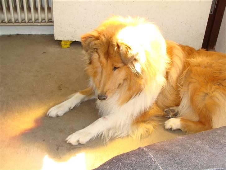 Collie langhåret Nitopets Knowing Krista - Kom så lidt tættere, jeg har hørt at fluer er fylt med proteiner billede 16