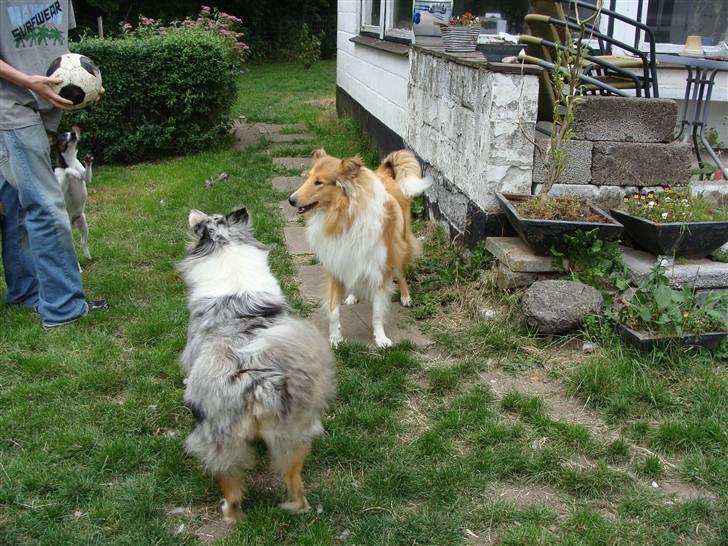 Collie langhåret Nitopets Knowing Krista - Altså Zandra flyt dig...! billede 17