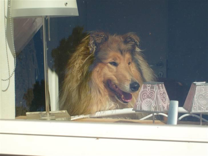 Collie langhåret Dino - Sidder og kigger på min ven :D billede 19