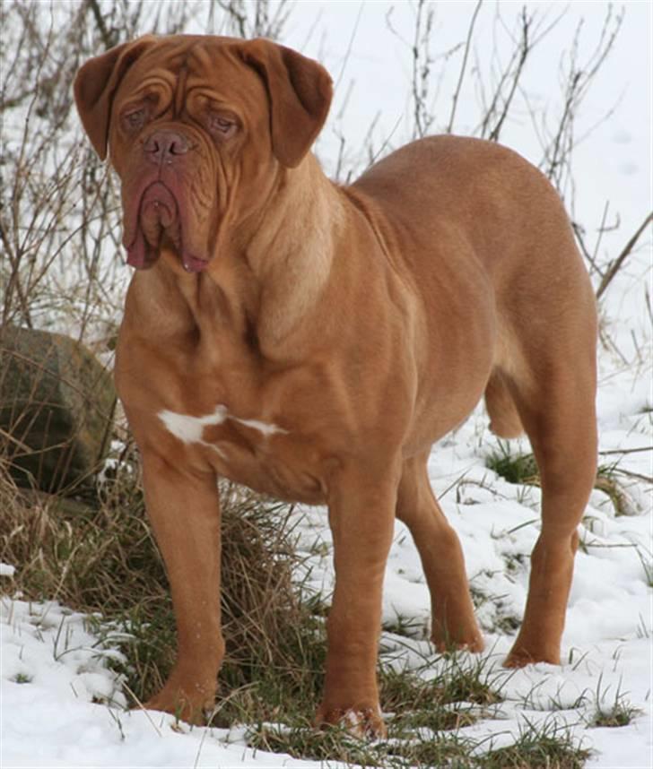 Dogue de bordeaux Doguehill´s Cheri billede 4