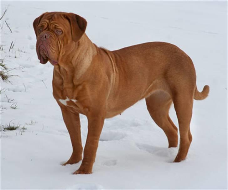 Dogue de bordeaux Doguehill´s Cheri billede 5