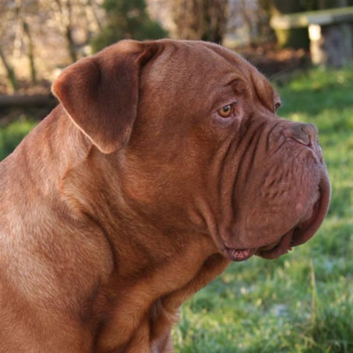 Dogue de bordeaux Jack - R.I.P billede 7