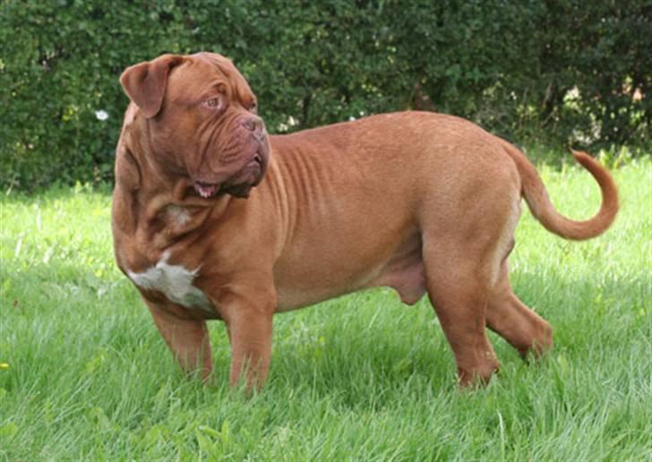 Dogue de bordeaux Jack - R.I.P billede 8