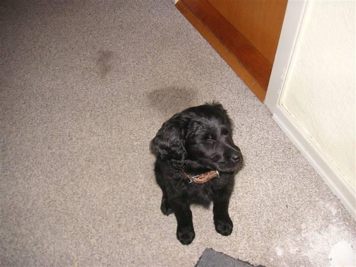 Blanding af racer Curly - jeg kan sidde lige så  pænt:) billede 1