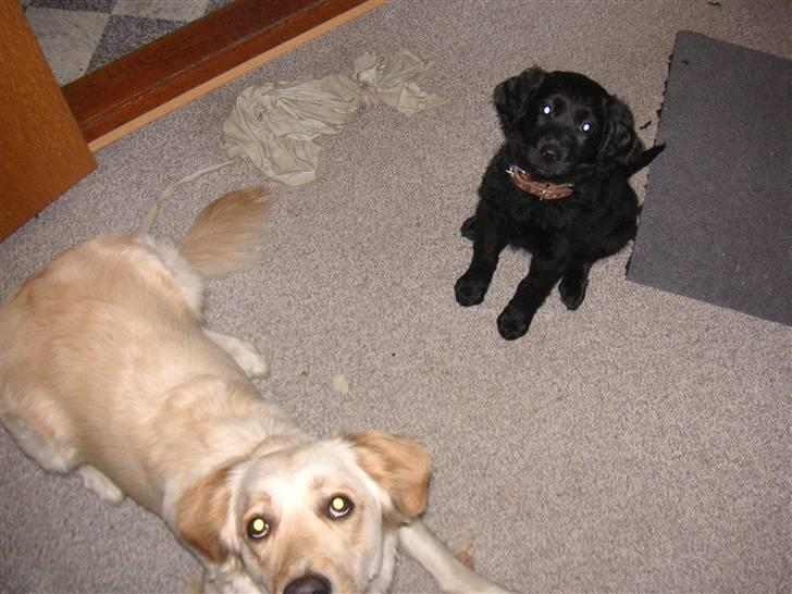 Blanding af racer Curly - her bliver min bonus søster Bianca og jeg fotograferet billede 2