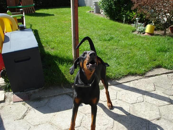 Dobermann Torontos Xenta *R.I.P.* - puuuhh jeg er farlig :-) billede 18