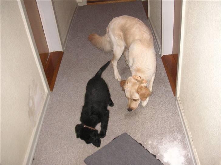 Blanding af racer Curly - *snif snif* der dufter af noget her billede 3