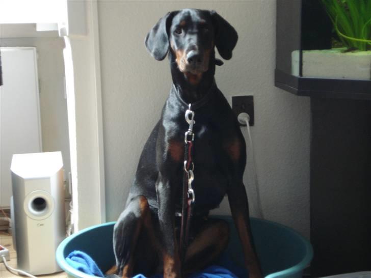 Dobermann Torontos Xenta *R.I.P.* - På besøg ved min ven Bølle, så lånte lige hans kurv :-D billede 19