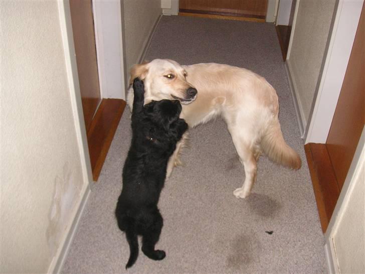 Blanding af racer Curly - hva laver du søs?? billede 4