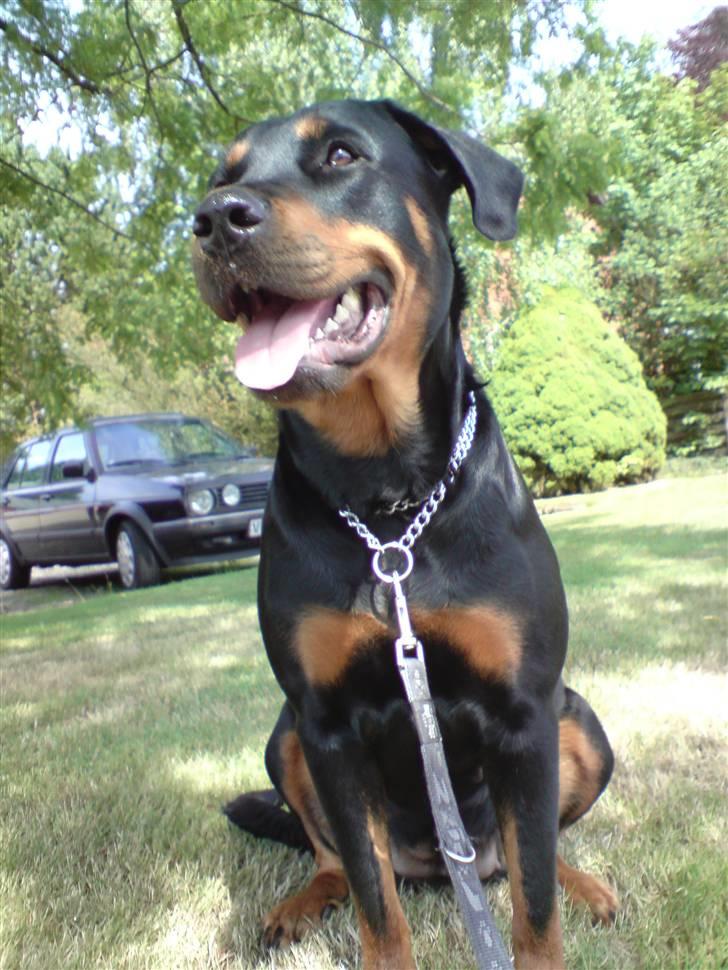 Blanding af racer Kira billede 20