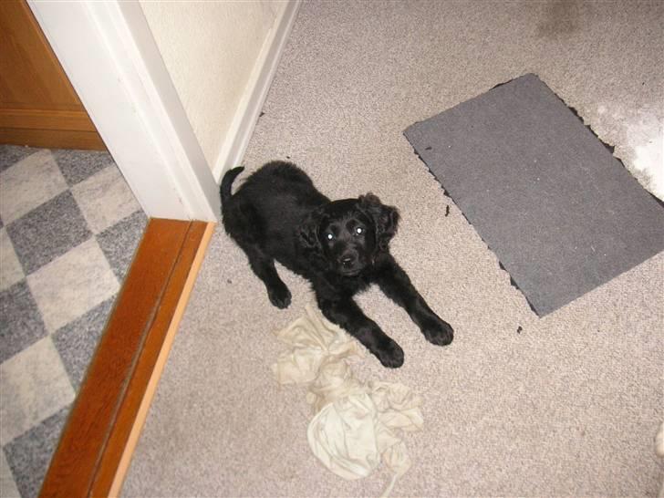 Blanding af racer Curly - hmm billeder igen altså billede 5