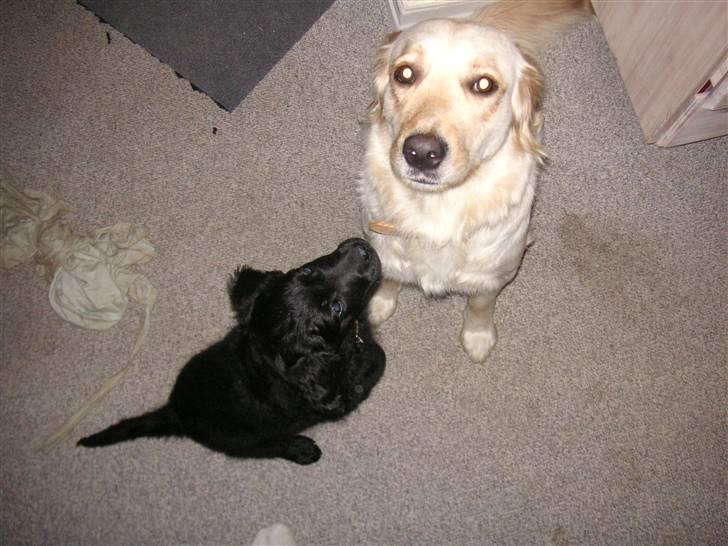 Blanding af racer Curly - søster du er så lys og så stor.. billede 6