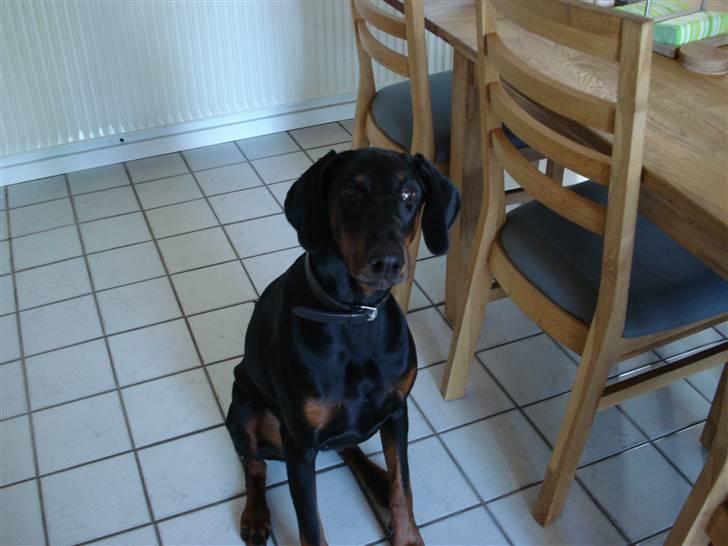 Dobermann Torontos Xenta *R.I.P.* billede 20