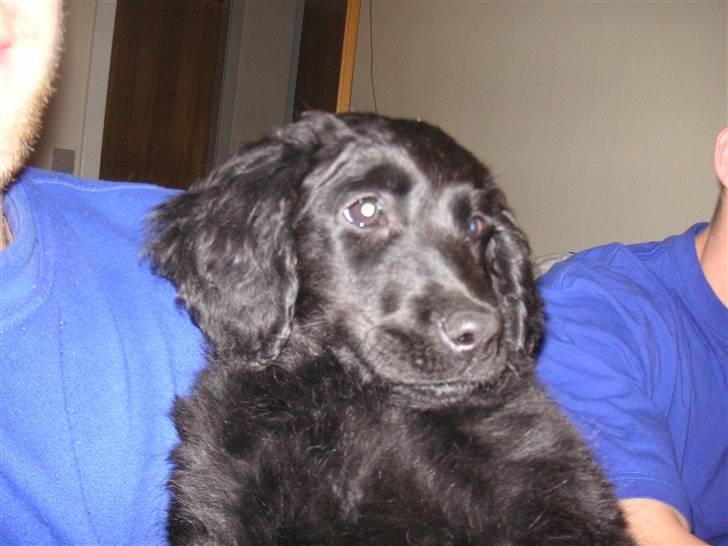 Blanding af racer Curly - her ligger jeg oppe på min far billede 7