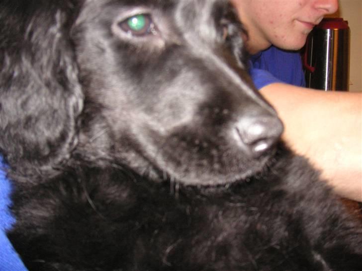 Blanding af racer Curly - nærbillede billede 8