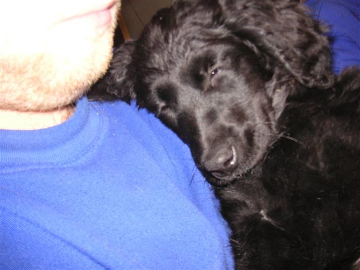 Blanding af racer Curly - *gaab* er lidt søvnig billede 9