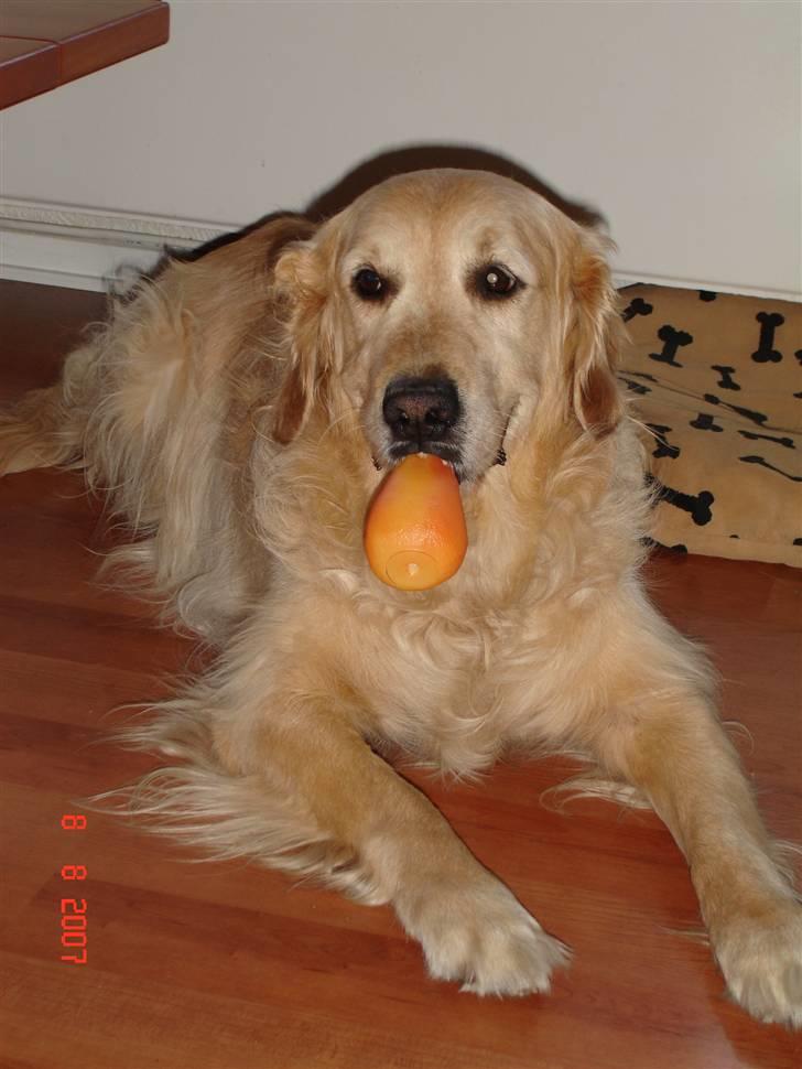 Golden retriever simba billede 1