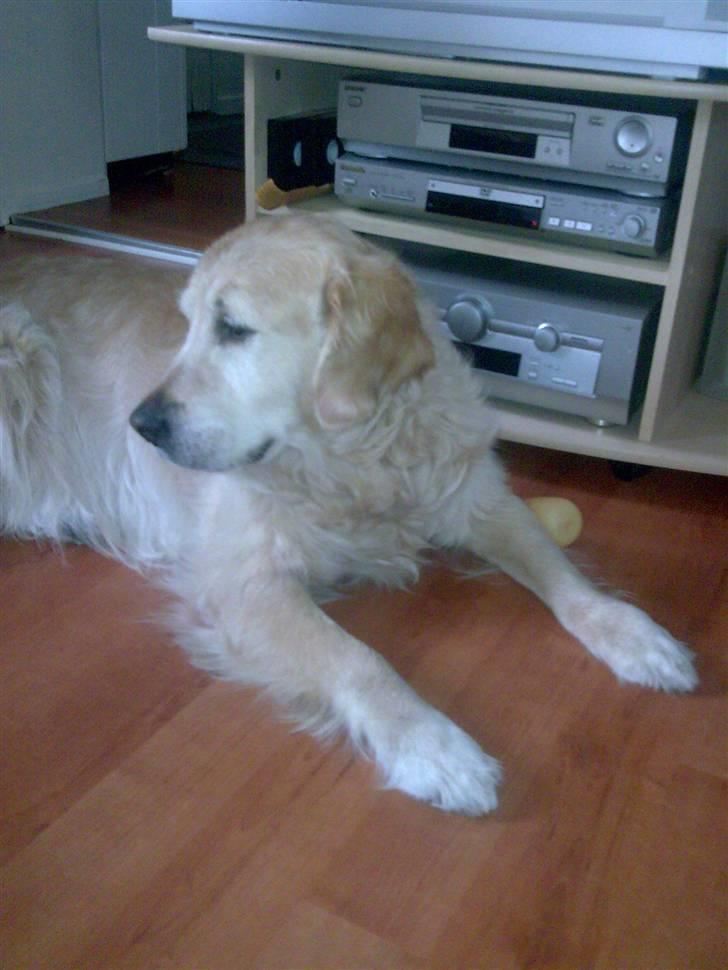Golden retriever simba billede 2