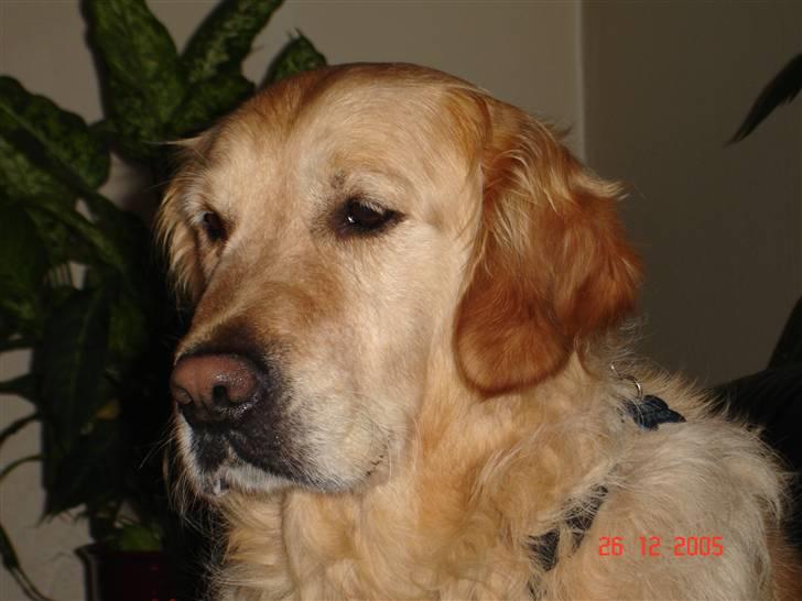 Golden retriever simba billede 4