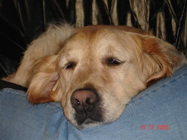 Golden retriever simba billede 5