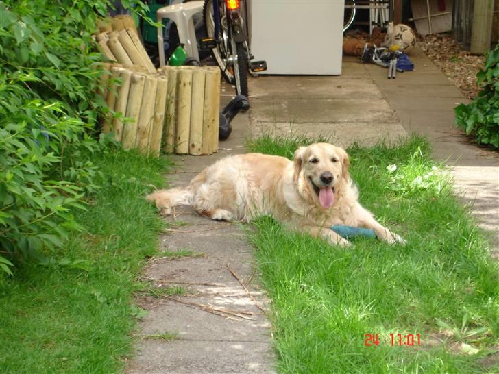 Golden retriever simba billede 6