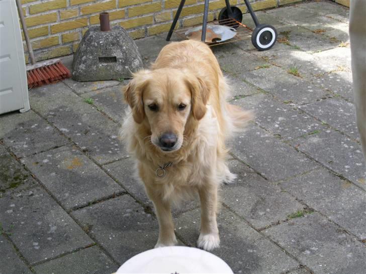 Golden retriever simba billede 7