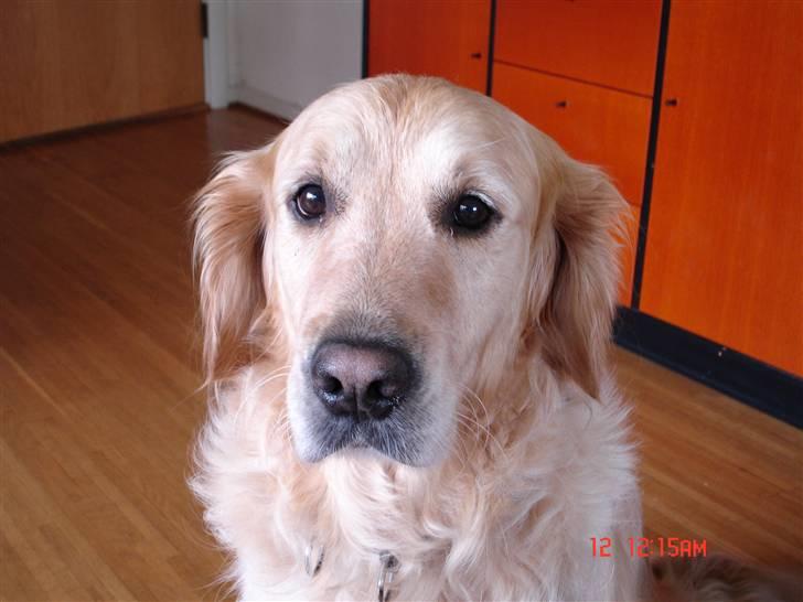 Golden retriever simba billede 8