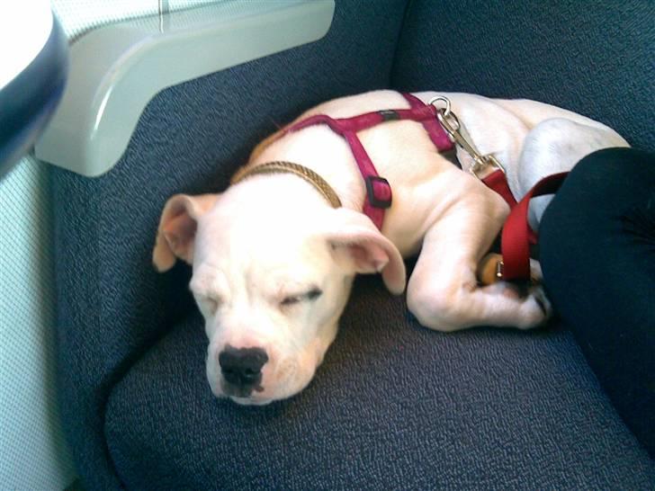 Amerikansk bulldog Baby billede 6