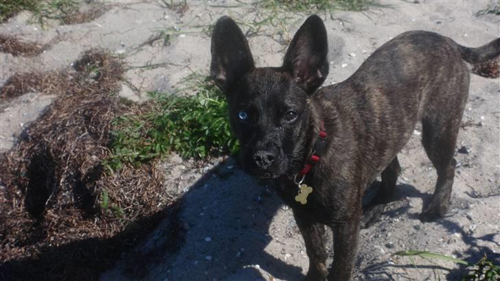 Blanding af racer Liva billede 1