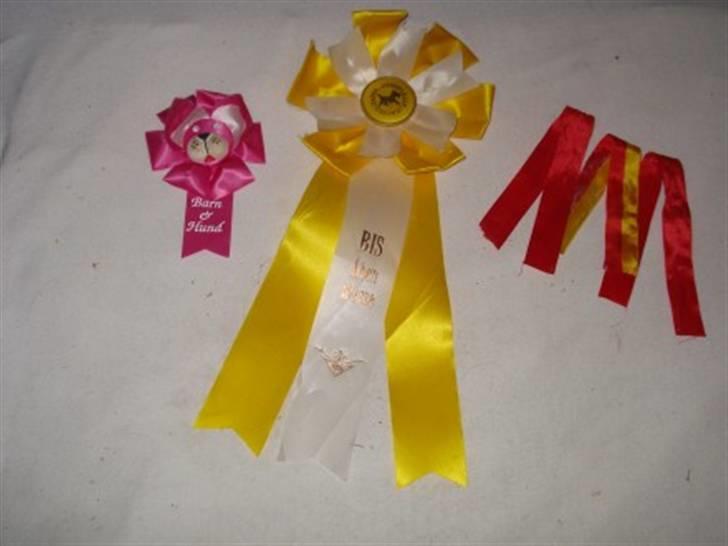 Gordon setter HØJTOFTE'S I Clyde*R.I.P* billede 14