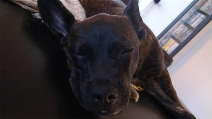 Blanding af racer Liva - Er meget træt efter at have leget hele dagen... billede 4