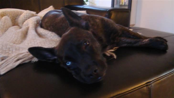 Blanding af racer Liva - Kan lige overskue at kigge frem med mit smukke blå øje... billede 5