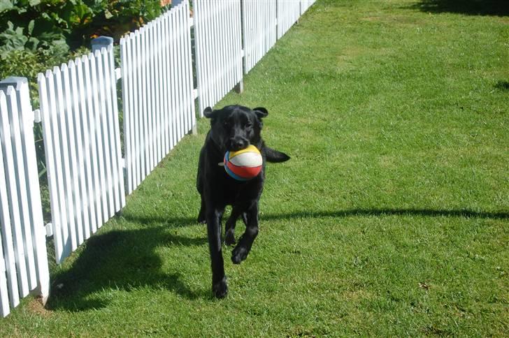 Labrador retriever Thor - I fuld fart op igennem haven billede 9