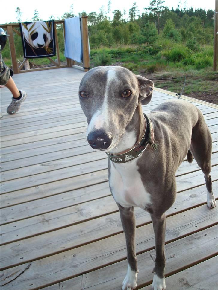 Whippet Ninja billede 16