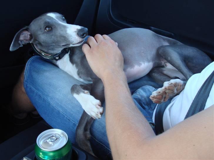 Whippet Ninja billede 17