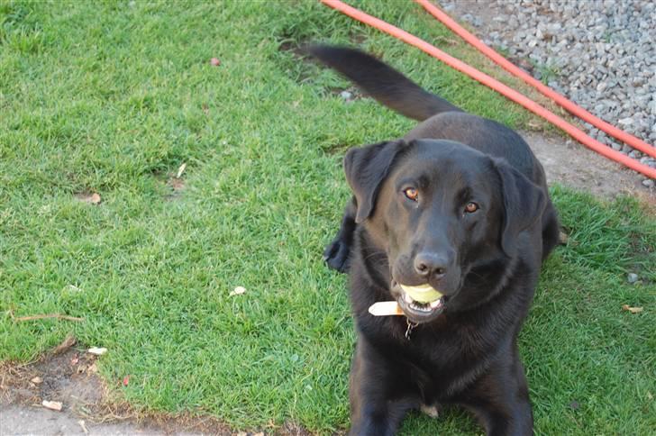 Labrador retriever Thor billede 10