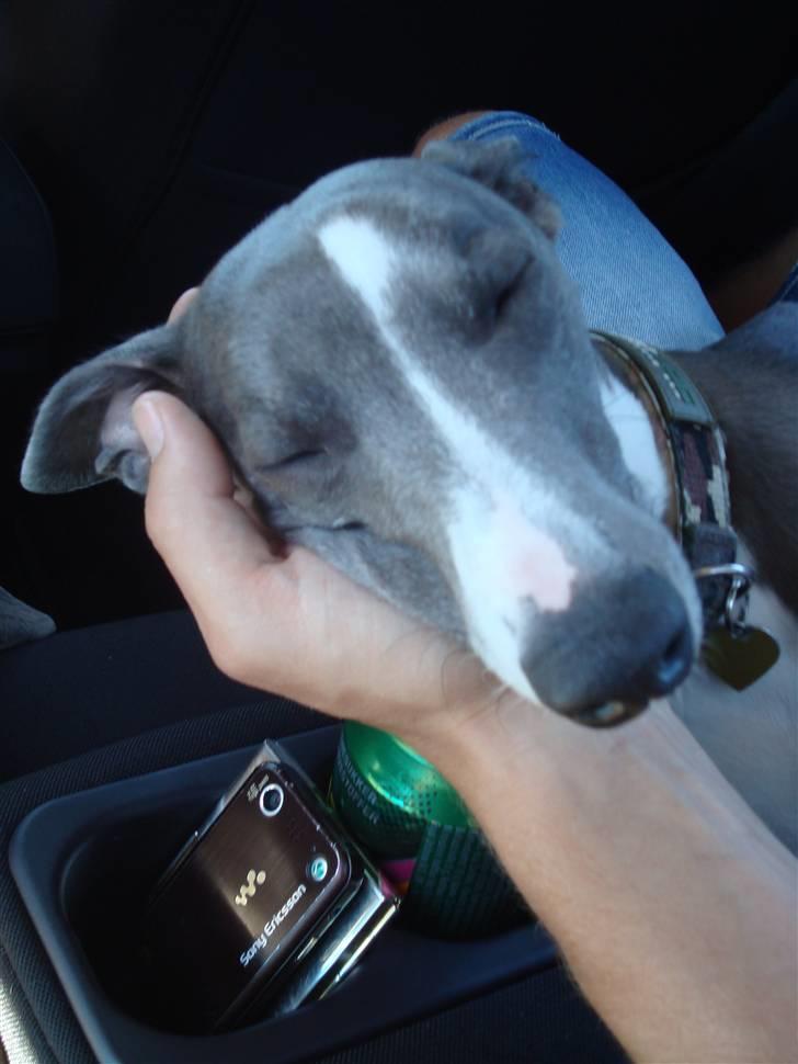 Whippet Ninja billede 18