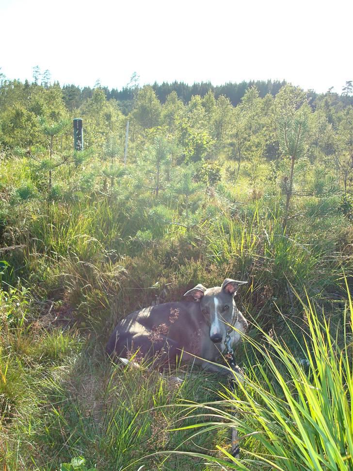 Whippet Ninja billede 19