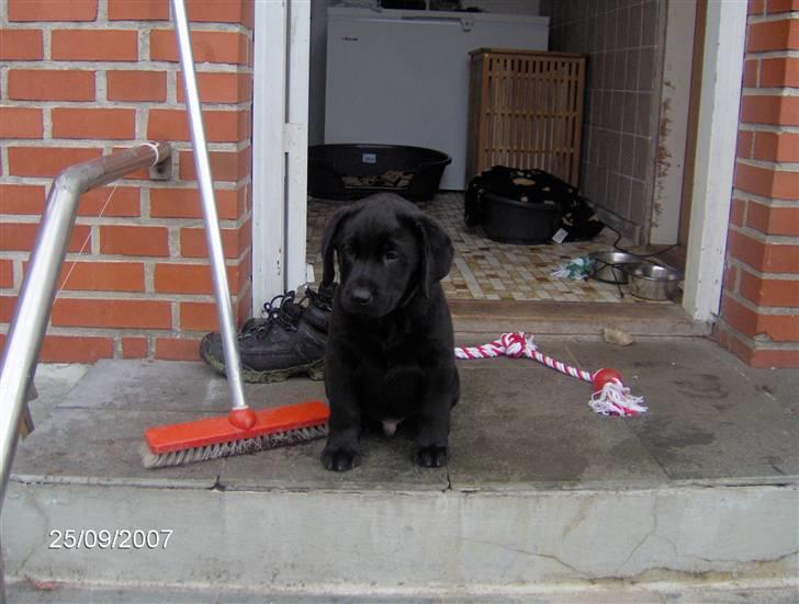 Labrador retriever Thor - Thor - 8 uger billede 11