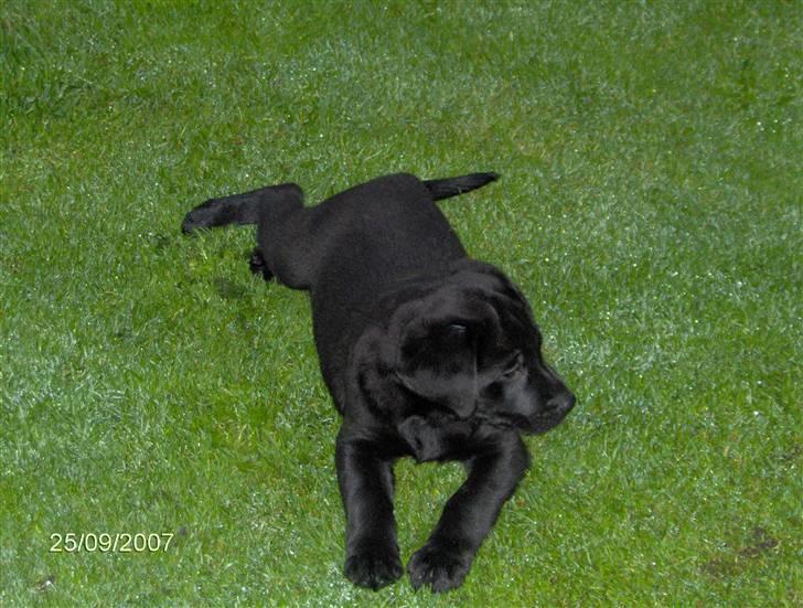 Labrador retriever Thor - Thor - 8 uger og lige ankommet til sit nye hjem billede 12