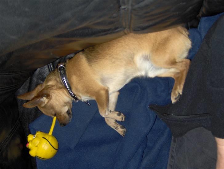 Chihuahua Cato - Cato er gået kold på sofaen billede 8